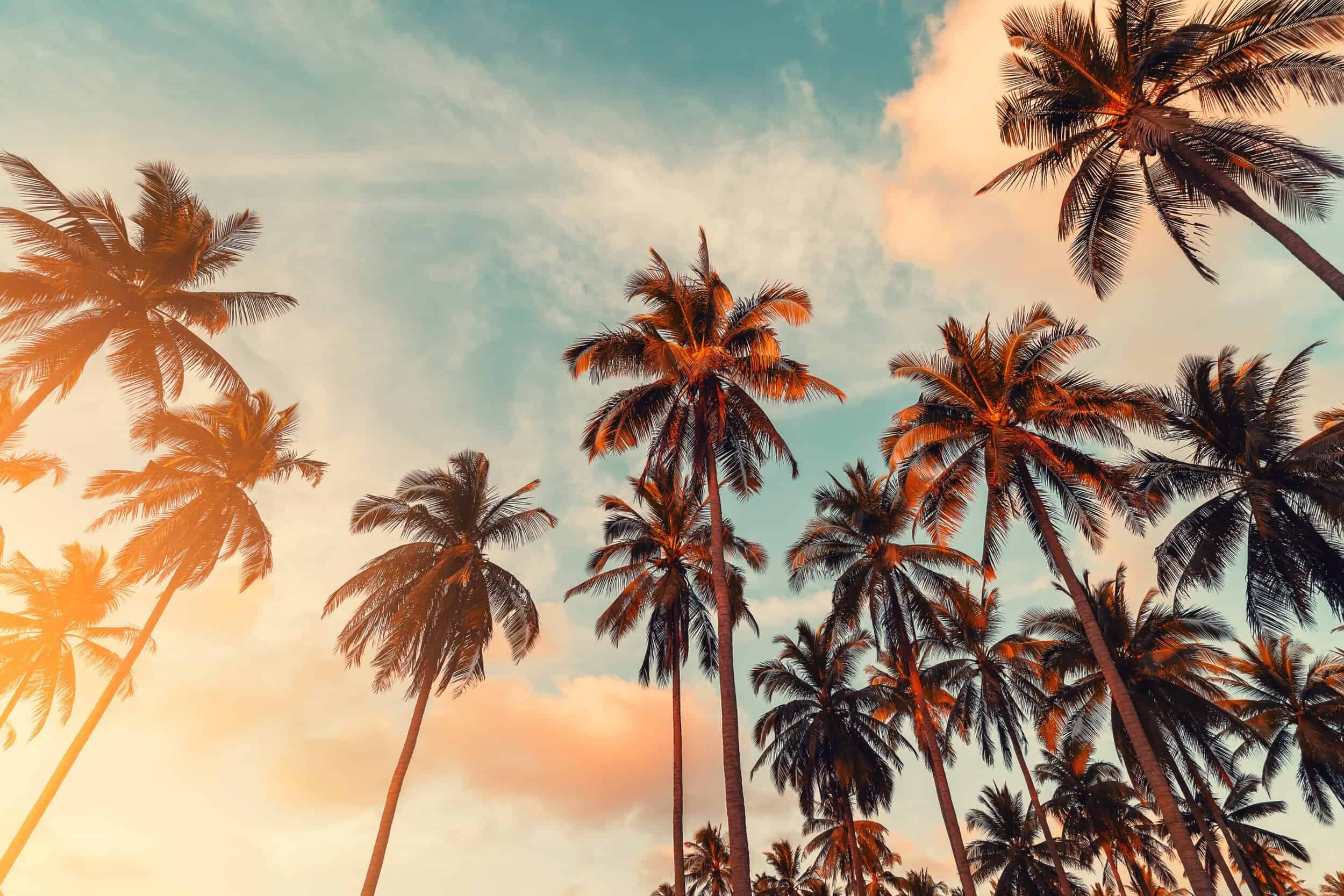 Elegant Bovet timepiece showcased amidst a tropical palm tree setting, emphasizing luxury and crafts.